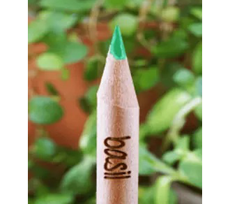Matita Sprout Singola  La vera matita piantabile Distributore Sprout Pencil