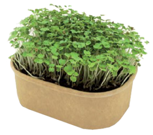 Microgreens kit sbocciato png