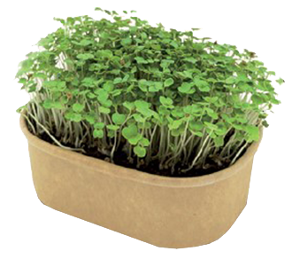 Microgreens kit sbocciato png